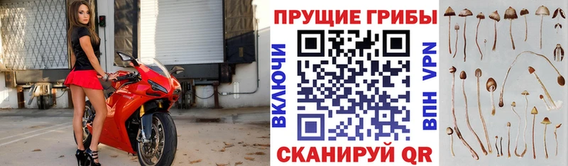 Галлюциногенные грибы мицелий  где можно купить   Семикаракорск 